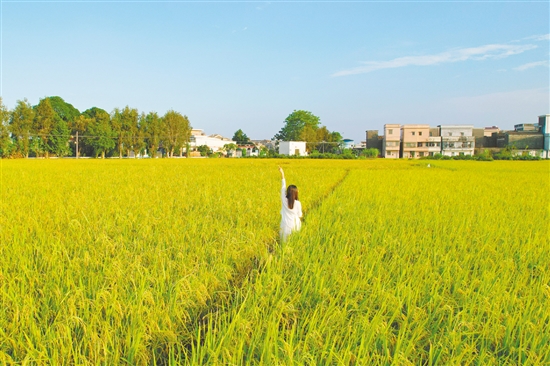 江門鄉(xiāng)村稻田鋪成金色畫卷，吸引不少游客打卡。