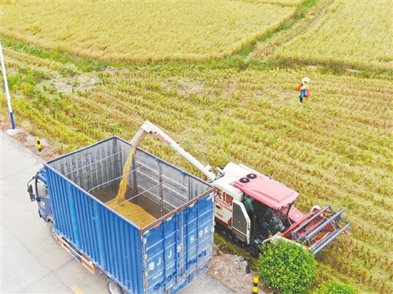 機(jī)械化收割省時(shí)省力。