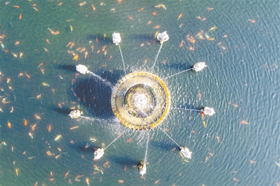 攬月池是城西村打造鄉(xiāng)村景觀的代表性項目之一。通過發(fā)動本村華僑和鄉(xiāng)賢助力，結(jié)合自身資源特點建成。