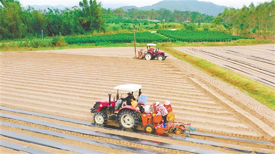 冬種馬鈴薯已成為恩平市農(nóng)業(yè)增效、農(nóng)民增收的重要產(chǎn)業(yè)。