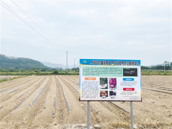 牛江鎮(zhèn)農(nóng)產(chǎn)品綜合服務站與省農(nóng)科院合作，對77個馬鈴薯品種進行試種。