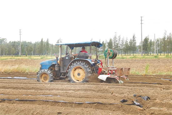 2025年江門市冬種生產(chǎn)現(xiàn)場會在恩平舉行。