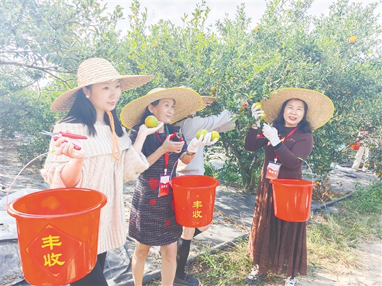旅行社代表頭戴草帽、手提小桶，采摘新會(huì)柑，為接下來(lái)的旅游線路推廣積累素材。