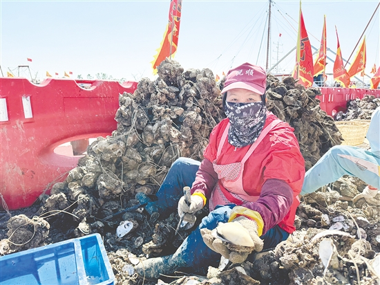 憑借生蠔優(yōu)良的品質(zhì)，汶村鎮(zhèn)正從“養(yǎng)蠔賣蠔”向“品牌興蠔”邁進(jìn)。