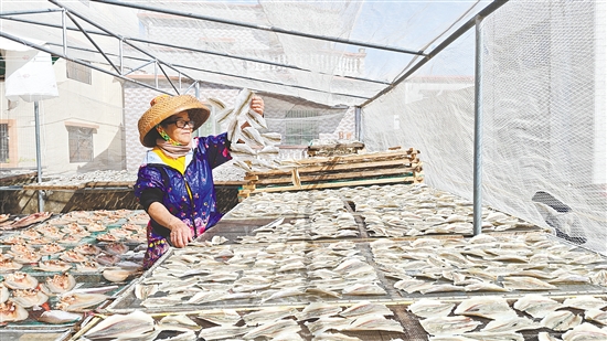 對(duì)于靠海吃海的廣海人來說，入秋后刮起的干冽北風(fēng)，意味著制作傳統(tǒng)美味“廣海咸魚”的最佳時(shí)節(jié)到了。