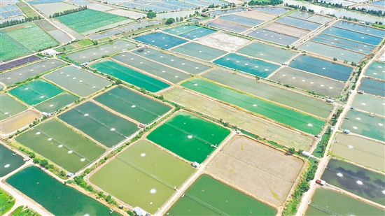 2024年大鰲鎮(zhèn)水產(chǎn)養(yǎng)殖面積約3萬畝，鮮蝦年產(chǎn)量達(dá)3萬噸，全產(chǎn)業(yè)鏈產(chǎn)值近30億元。圖為連片蝦塘。