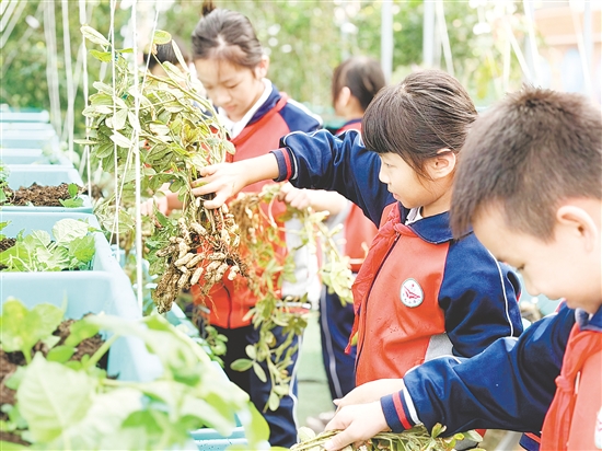 學(xué)生們專心致志拔花生。