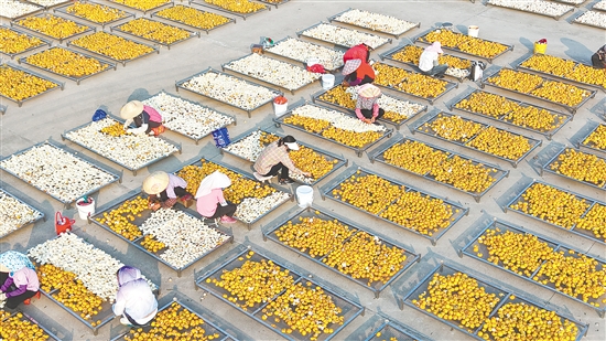 “陳皮生產(chǎn)工”入列國家職業(yè)序列。