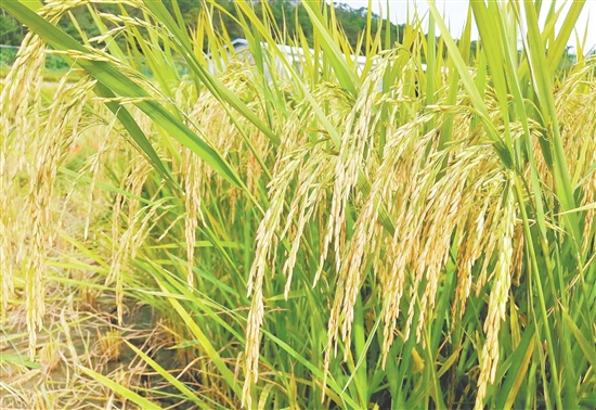 臺山市農(nóng)業(yè)技術(shù)推廣中心自主育成的廣東絲苗米品種“臺香812”再度入選省級主導(dǎo)品種。