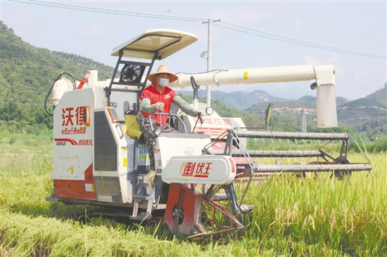 恩平市社村合作農(nóng)業(yè)發(fā)展有限公司提供全程社會化服務(wù)，提高農(nóng)業(yè)生產(chǎn)機(jī)械化水平。