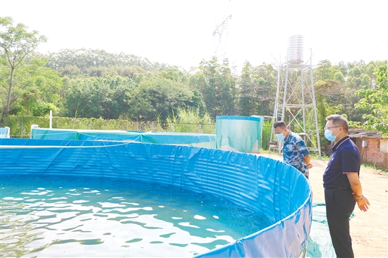 高密度養(yǎng)殖基地建成后，松崗村草魚養(yǎng)殖實現(xiàn)了自繁自育。圖為鶴山市人武部調(diào)研組在養(yǎng)殖池旁觀察育苗狀態(tài)。