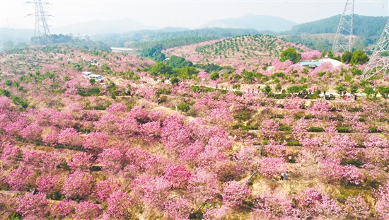 萊蘇（鴻園）山水人家景區(qū)的紫花風(fēng)鈴木迎來(lái)最佳觀賞期。