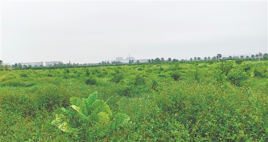 江門市JCR2025-194（新會26）號地。