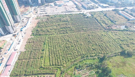 今年1月，匯峰地產(chǎn)以總價(jià)3.49億元拿下開平33號(hào)地。